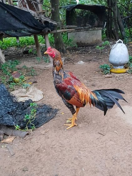 เจ้าทอง ไก่ขนพม่ารุ่นหนุ่ม เหล่าม้าล่อ ตีหูตีตา ยังไม่เต็ม รอยจะใหญ่ถึง2.4-5 สนใจสั่งได้ รูปที่ 2