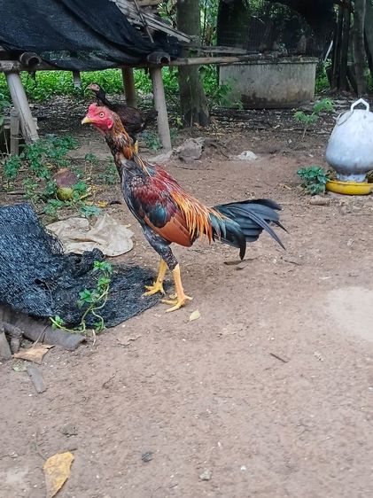 เจ้าทอง ไก่ขนพม่ารุ่นหนุ่ม เหล่าม้าล่อ ตีหูตีตา ยังไม่เต็ม รอยจะใหญ่ถึง2.4-5 สนใจสั่งได้ รูปที่ 3