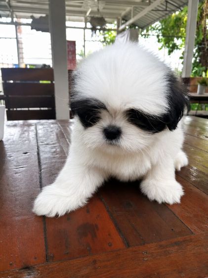 ลูกสุนัขชิสุเพศผู้ 2 เดือน รูปที่ 2
