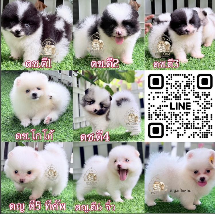 ปอมแท้ราคาถูก รูปที่ 5