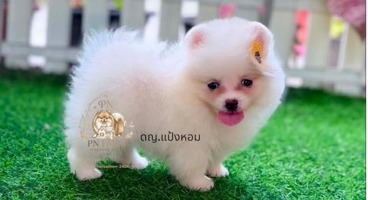 ปอมแท้ราคาถูก รูปที่ 6
