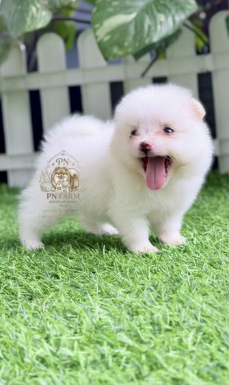ปอมแท้ราคาถูก รูปที่ 5