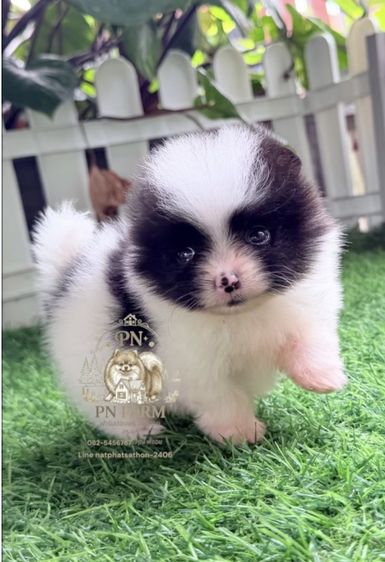 ปอมแท้ราคาถูก รูปที่ 3