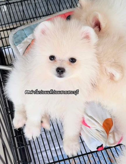 ปอมแท้ราคาถูก รูปที่ 7