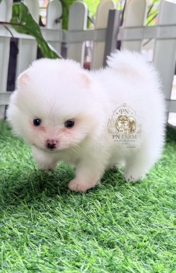 ปอมแท้ราคาถูก รูปที่ 4