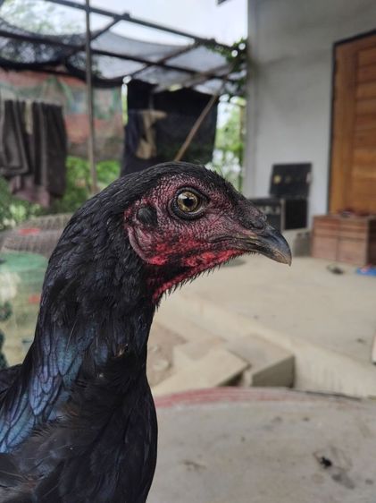 ไก่สาวไทยง่อน รูปที่ 2