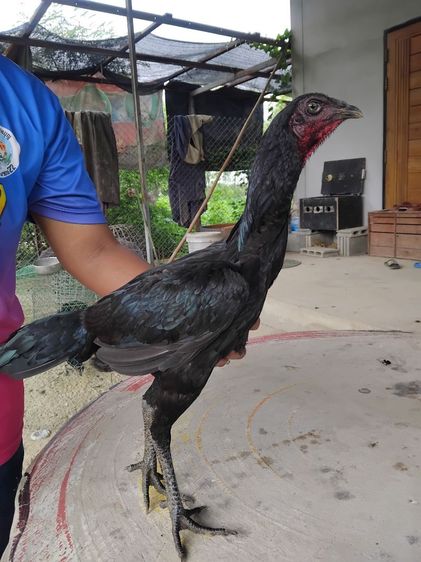 ไก่สาวไทยง่อน