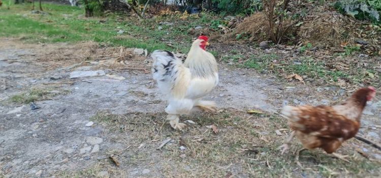 ไก่หนุ่ม ไก่ยักษ์บราม่า ผช.