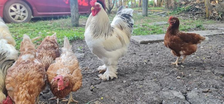ไก่หนุ่ม ไก่ยักษ์บราม่า ผช. รูปที่ 5