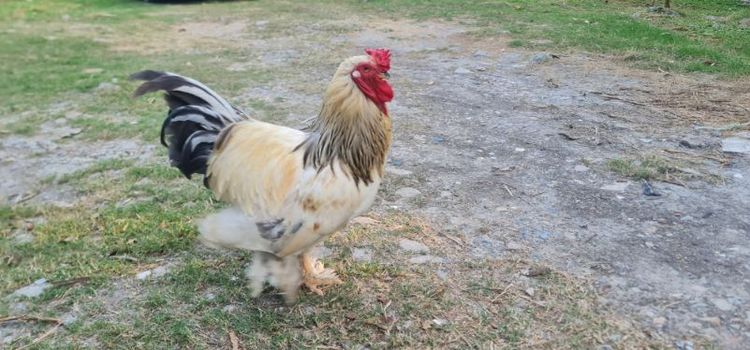ไก่หนุ่ม ไก่ยักษ์บราม่า ผช. รูปที่ 2