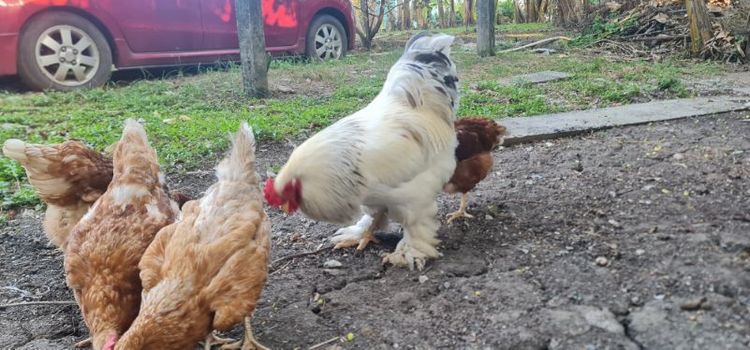 ไก่หนุ่ม ไก่ยักษ์บราม่า ผช. รูปที่ 4