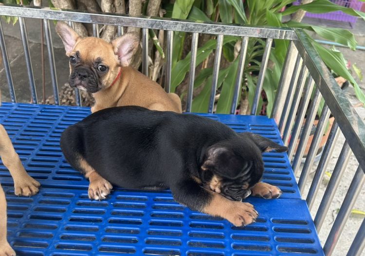 ลูกเฟร้นช์บลูด็อก ผู้และเมีย รูปที่ 5