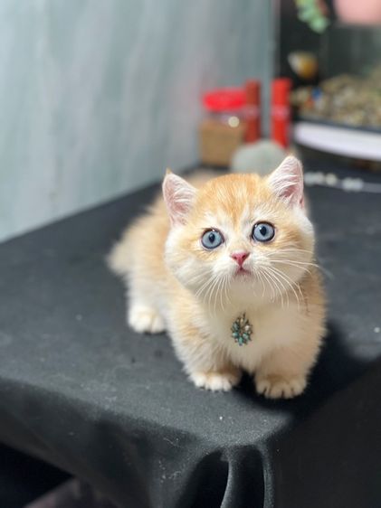 ลูกแมว munchkin & ragdoll