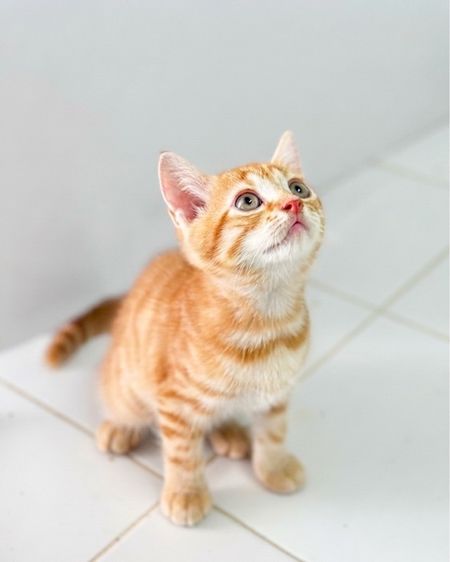 สก็อตติช โฟลด์ (Scottish Fold) สก๊อตติช