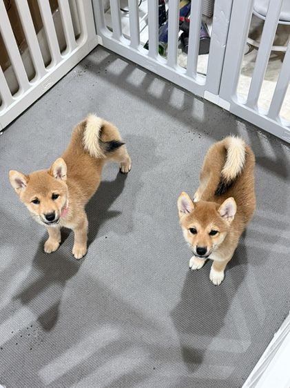 ชิบะ (Shiba Inu) เล็ก ชิบะอินุ