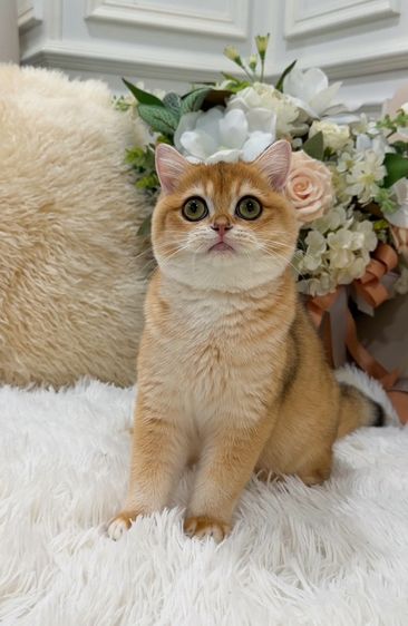 แมวบริติชช็อตแฮร์ รูปที่ 2