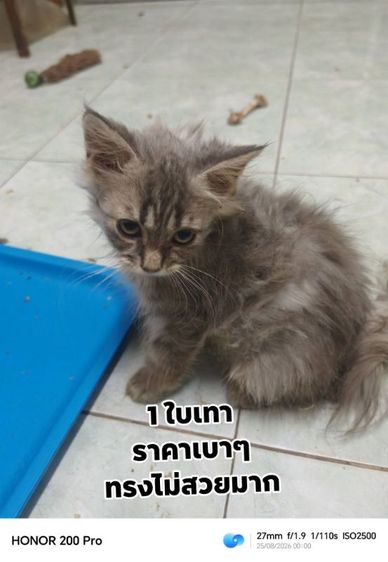น้อง​เฉาก๋วย​ญ.