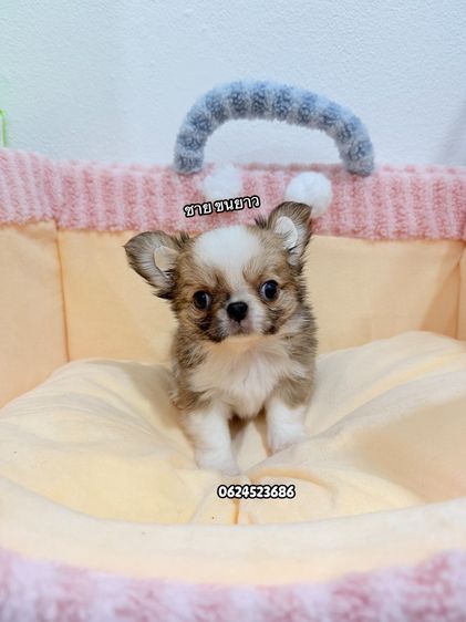 ชิวาวาไต้หวัน รูปที่ 2