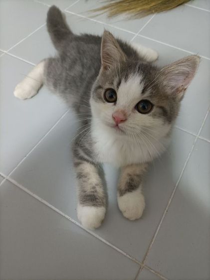 น้องแมว สกอตติส 3 เดือน 2500 ทำวัคซีนรวม+ถ่ายพยาธิให้แล้ว