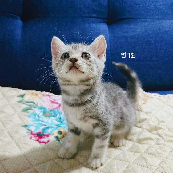 ลูกแมวสก๊อตติชโฟลด์
