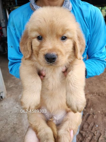 โกลเด้นรีทรีฟเวอร์ (Golden Retriever) ใหญ่ โกลเด้นรีทริฟเวอร์แท้