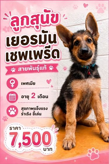 เยอรมันเชพเพิร์ด (German Shepherd) เล็ก ลูกสุนัขเยอรมันเชพเพิร์ด เพศเมีย อายุ 2 เดือน พันธุ์แท้
