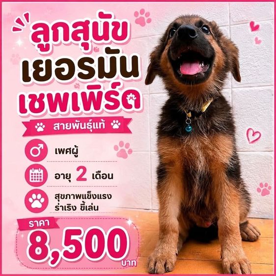 เยอรมันเชพเพิร์ด (German Shepherd) เล็ก ลูกสุนัขเยอรมันเชพเพิร์ด เพศผู้ อายุ 2 เดือน พันธุ์แท้