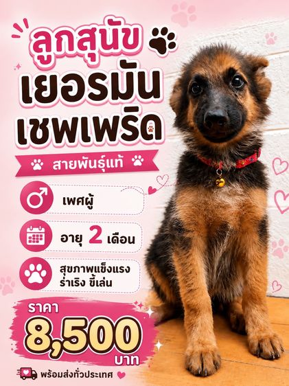 เยอรมันเชพเพิร์ด (German Shepherd) เล็ก ลูกสุนัขเยอรมันเชพเพิร์ด เพศผู้ อายุ 2 เดือน พันธุ์แท้