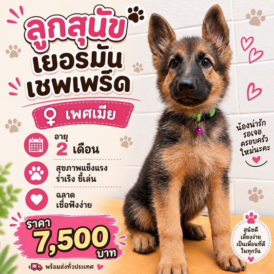 เยอรมันเชพเพิร์ด (German Shepherd) เล็ก ลูกสุนัขเยอรมันเชพเพิร์ด เพศเมีย อายุ 2 เดือน พันธุ์แท้