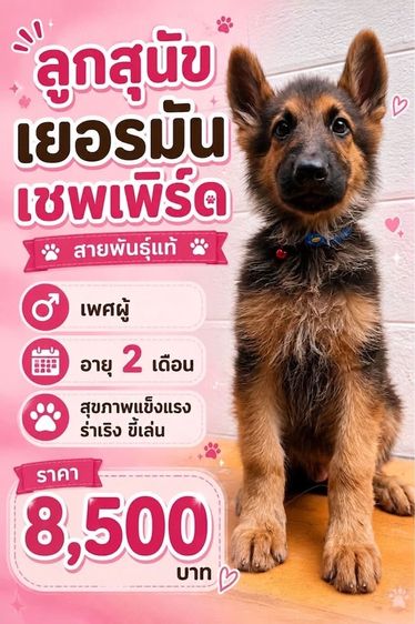 เยอรมันเชพเพิร์ด (German Shepherd) เล็ก ลูกสุนัขเยอรมันเชพเพิร์ด เพศผู้ อายุ 2 เดือน พันธุ์แท้