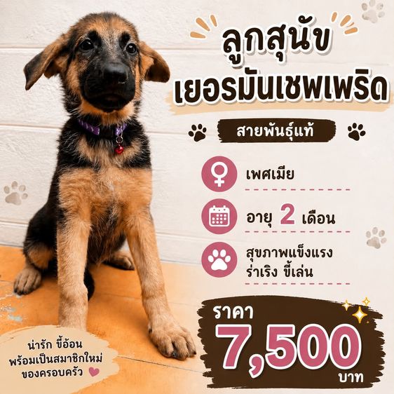 เยอรมันเชพเพิร์ด (German Shepherd) เล็ก ลูกสุนัขเยอรมันเชพเพิร์ด เพศเมีย อายุ 2 เดือน พันธุ์แท้
