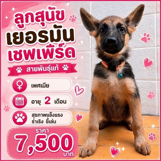 เยอรมันเชพเพิร์ด (German Shepherd) เล็ก ลูกสุนัขเยอรมันเชพเพิร์ด เพศเมีย อายุ 2 เดือน พันธุ์แท้