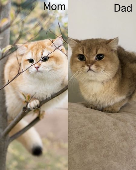 British shorthair [ Girl1-Boy2 ] 20 day. รูปที่ 18