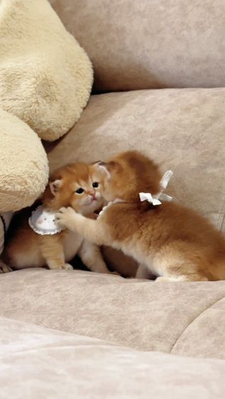 British shorthair [ Girl1-Boy2 ] 20 day.