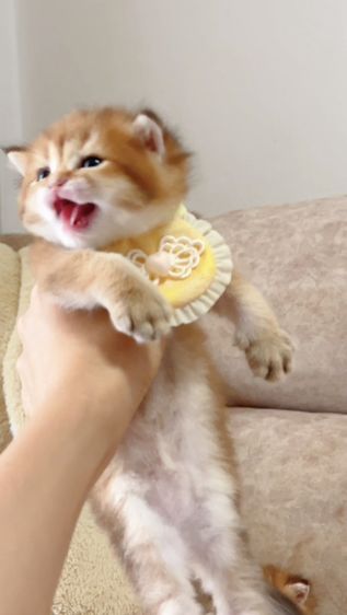 British shorthair [ Girl1-Boy2 ] 20 day. รูปที่ 16