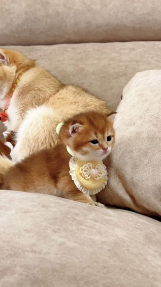 British shorthair [ Girl1-Boy2 ] 20 day. รูปที่ 14
