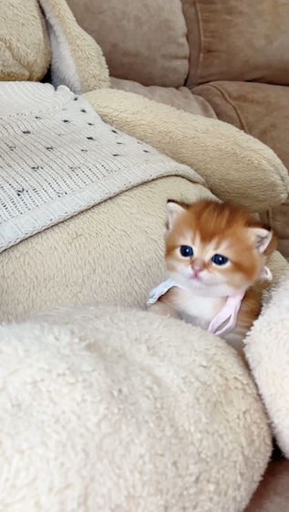 British shorthair [ Girl1-Boy2 ] 20 day. รูปที่ 8