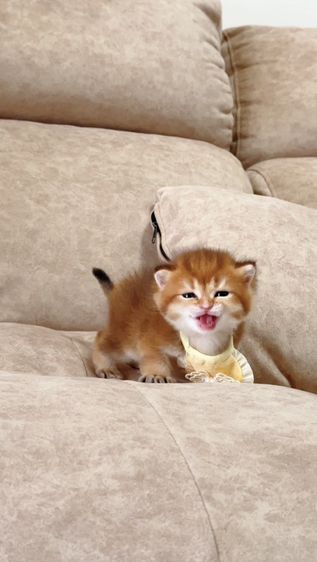 British shorthair [ Girl1-Boy2 ] 20 day. รูปที่ 13