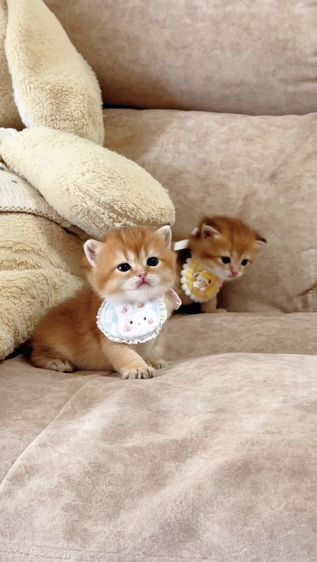 British shorthair [ Girl1-Boy2 ] 20 day. รูปที่ 11