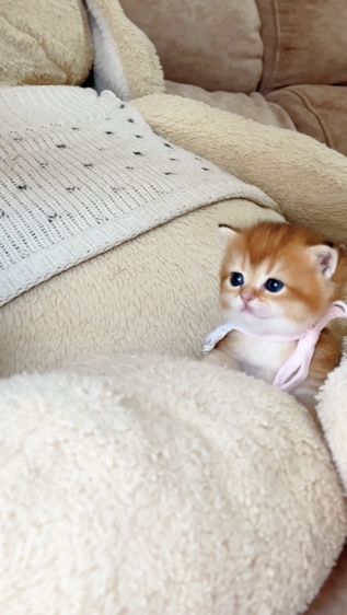 British shorthair [ Girl1-Boy2 ] 20 day. รูปที่ 7