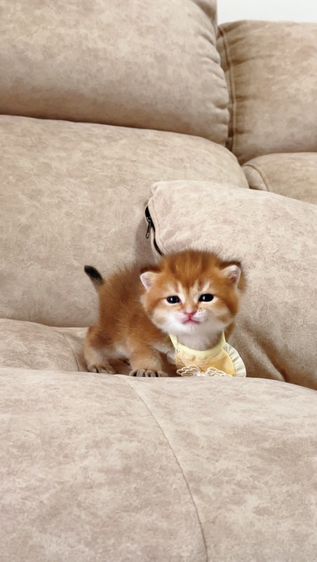 British shorthair [ Girl1-Boy2 ] 20 day. รูปที่ 12
