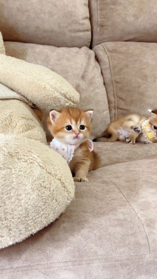 British shorthair [ Girl1-Boy2 ] 20 day. รูปที่ 9