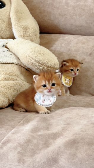 British shorthair [ Girl1-Boy2 ] 20 day. รูปที่ 3