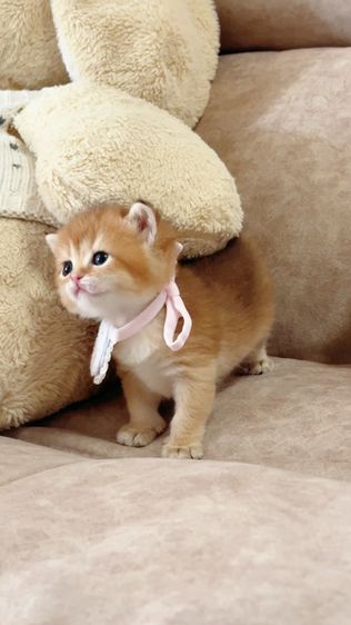 British shorthair [ Girl1-Boy2 ] 20 day. รูปที่ 4