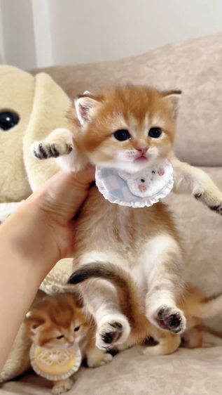 British shorthair [ Girl1-Boy2 ] 20 day. รูปที่ 17
