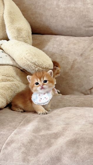 British shorthair [ Girl1-Boy2 ] 20 day. รูปที่ 10