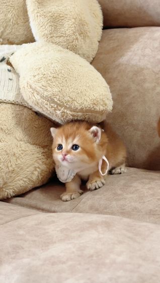British shorthair [ Girl1-Boy2 ] 20 day. รูปที่ 5