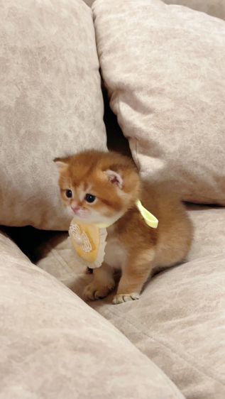 British shorthair [ Girl1-Boy2 ] 20 day. รูปที่ 6