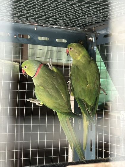 ริงเน็ค คู่ผู้-เมีย อายุ 2 ปี 6 เดือน | คู่ละ 3,500 บาท