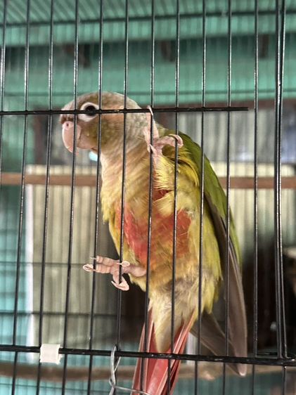 กรีนชีค 3 ตัว เหมาเท่านั้น | อายุปีกว่า | 6,500 บาท